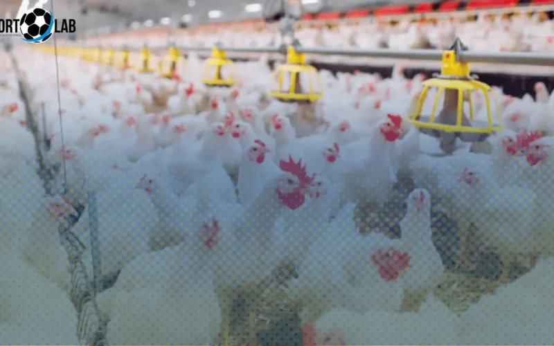 ارتفاع أسعار الدواجن والبيض اليوم الخميس 20 نوفمبر 2025 والفراخ البيضاء تصل لـ73.5 جنيهًا